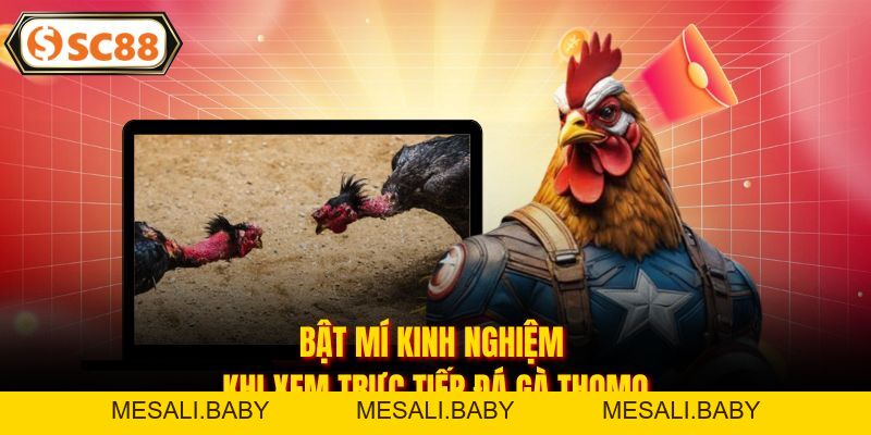 Trực Tiếp Đá Gà Thomo - Sân Chơi Giải Trí Đình Đám Hiện Nay - Mesali