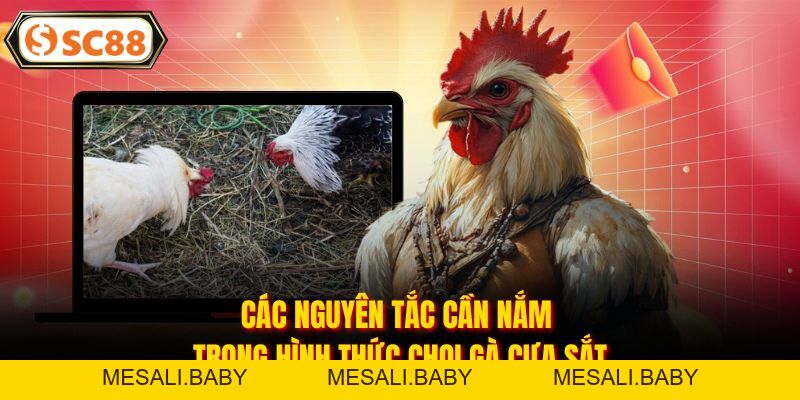 Đá Gà Cựa Sắt - Chinh Phục Các Trận Chiến Đỉnh Cao, Nảy Lửa - Mesali