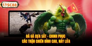 Đá Gà SC88 - Đấu Trường Rực Lửa, Kèo Thơm Mỗi Ngày - Mesali