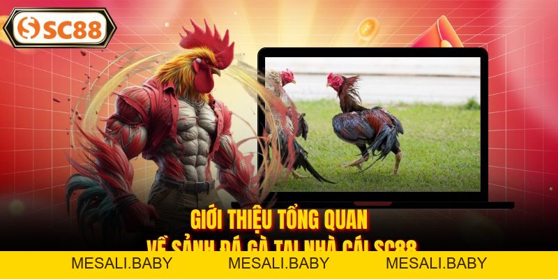 Đá Gà SC88 - Đấu Trường Rực Lửa, Kèo Thơm Mỗi Ngày - Mesali