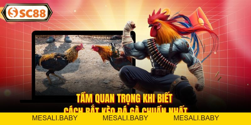 Cách Bắt Kèo Đá Gà - Bí Kíp Đỉnh Cao Giúp Kê Thủ Thắng Đậm - Mesali