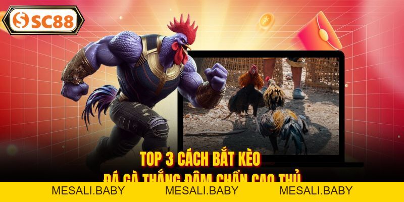Cách Bắt Kèo Đá Gà - Bí Kíp Đỉnh Cao Giúp Kê Thủ Thắng Đậm - Mesali