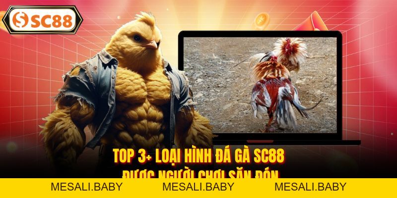 Đá Gà SC88 - Đấu Trường Rực Lửa, Kèo Thơm Mỗi Ngày - Mesali