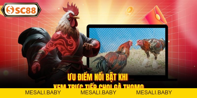 Trực Tiếp Đá Gà Thomo - Sân Chơi Giải Trí Đình Đám Hiện Nay - Mesali